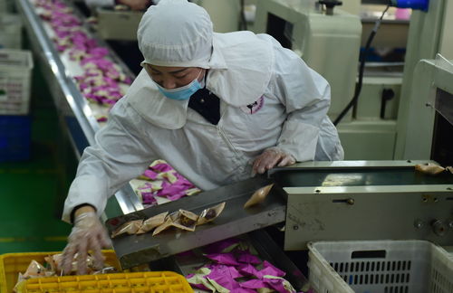 河北沧县 工业酶制剂研发驱动红枣加工升级，实现产业增值新突破